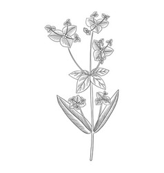 Drawing Plant Of Peking Spurge