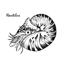 Nautilus Cephalopod