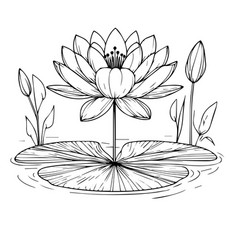 Outline Water Lily Drawing Botanical Waterlily