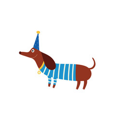 Dachshund Puppy Wearing Sweater And Birthday Hat