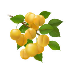 Yellow Plums Bunch