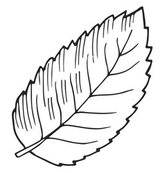 Leaf Sketch Tree Foliage Drawing Plant Symbol