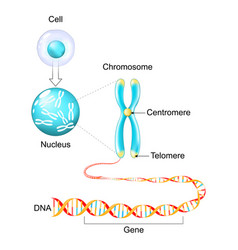 Cell Structure Genetic Material From Gene To Dna