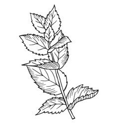 Herb Botanical Drawing Growing Mint Plant