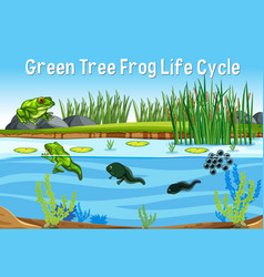 Green Tree Frog Life Cycle