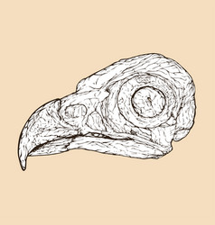 Osprey Skull Head