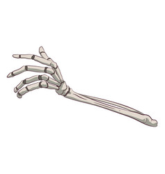 Hand Bones High Quality