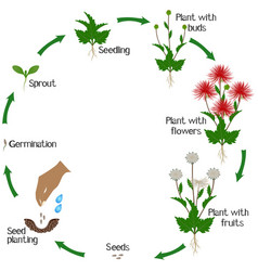 A Growth Cycle Of Aster Flowers