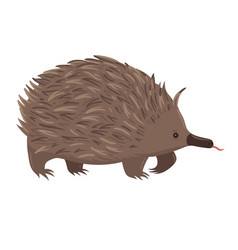 Echidna Isolated On White Background