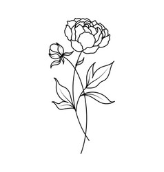 Peony November Birth Month Flower