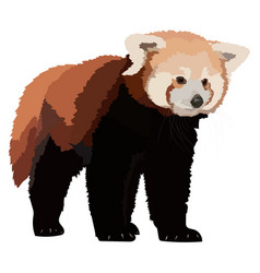 Red Panda Realistic Isolated