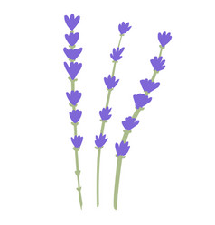 Flower Lavender Isolated On White Background