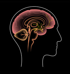 Dopamine Pathway Concept