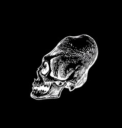 Graphical Mayan Skull Isolated On Black Long