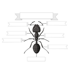 External Anatomy Of An Ant Worksheet