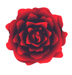 Rose Flower On Top View Isolated