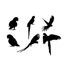 Set Of Silhouettes Of Macaws