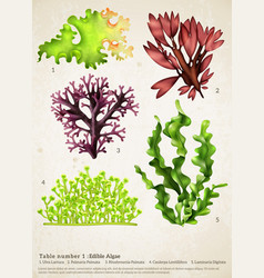 Sea Weed Realistic Collection