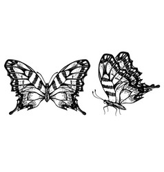 Papilio Machaon Butterfly Sketch Tropical