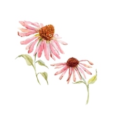 Watercolor Pink Echinacea Flower