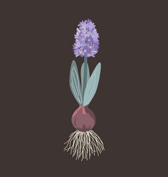 Purple Hyacinth With Onion Roots Leaves