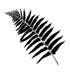 Fern Leaf Silhouette Or Print Botanical Drawing