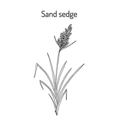 Sand Sedge Carex Arenaria Medicinal Plant