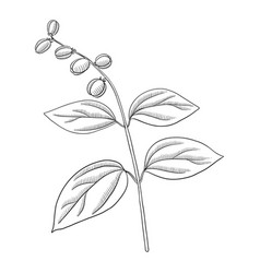 Drawing Plant Of Purging Croton