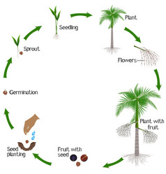 A Growth Cycle Of Acai Palm Tree