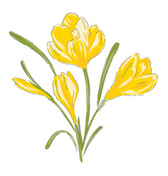 Crocus Yellow Flower Hand Drawn