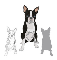 Boston Terrier Dog Breed Isolated On White