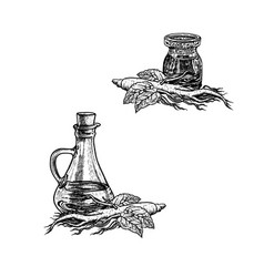 Hand Drawn Sketch Of Ginseng Oil Extract Of Plant