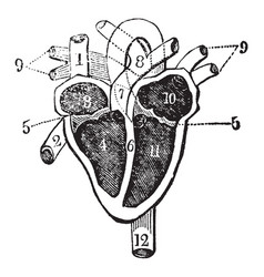 Heart And Its Chambers Vintage