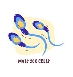 Male Sex Cells