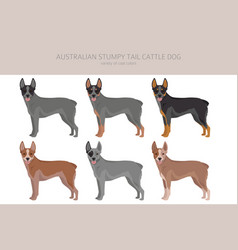 Australian Stumpy Tail Cattle Dog All Colours