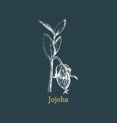 Jojoba Branch With Seed Sketch