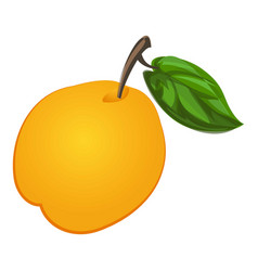 Whole Apricot Icon Cartoon Tree Peach