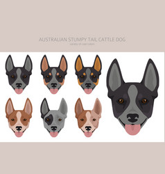 Australian Stumpy Tail Cattle Dog All Colours