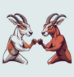 Goat And Fighting