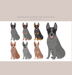 Australian Stumpy Tail Cattle Dog All Colours