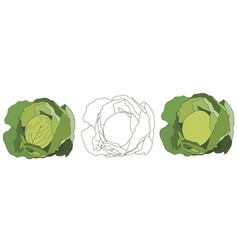 Cabbage Icon In Line And Flat Styles