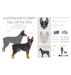 Australian Stumpy Tail Cattle Dog All Colours