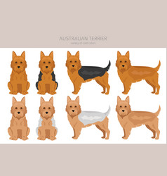 Australian Terrier All Colours Clipart Different