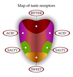 Tongue Map Taste Vector Images (28)