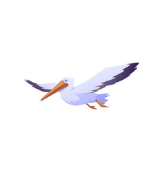 Cute Pelican Flying Flat