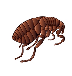 Flea Vector Images (over 3,300)