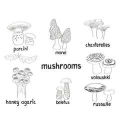 Set Of Hand Drawn Mushrooms Doodle