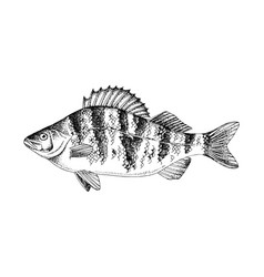 European Common Perch Fresh Water Fish