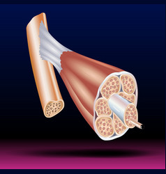 Structure Of Skeletal Muscle