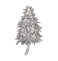 Cannabis Weed Plant Silhouette